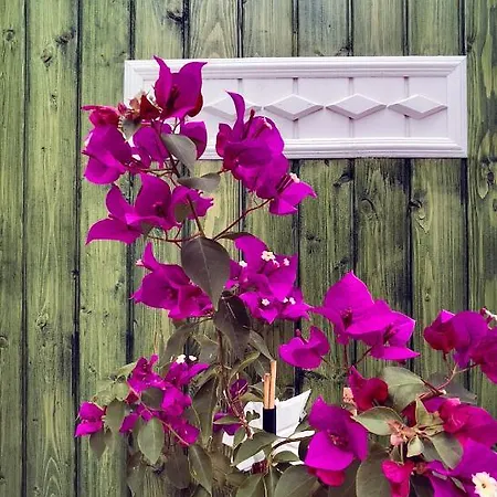 Beacon Hill אקיאקה